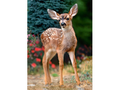 Пазл Оленя 120 елементів 12718