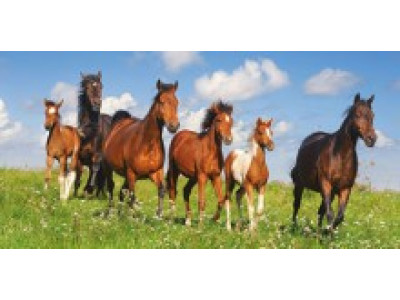 Пазл "Коні" 4000 елементів 400034