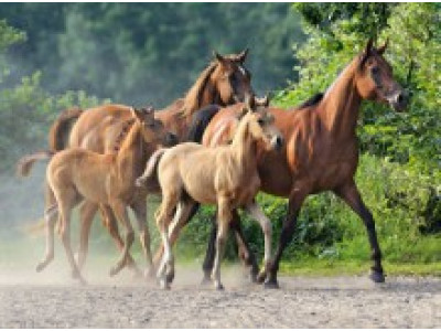Пазл "Коні" 2000 елементів 200313