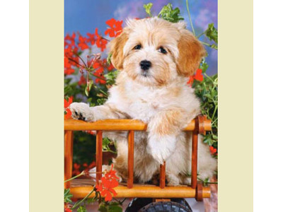 Пазли "Цуценя" 06465