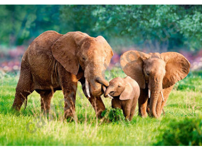 Пазл 500 елементів 52196